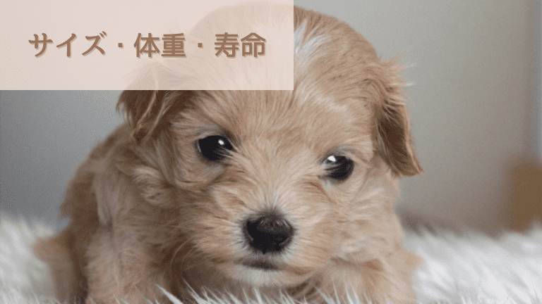 マルプー 成犬